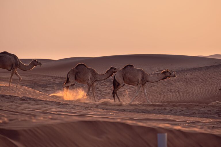Italienische Ministerpräsidentin signalisiert neuen Ansatz bei Migration mit nordafrikanischen Partnern