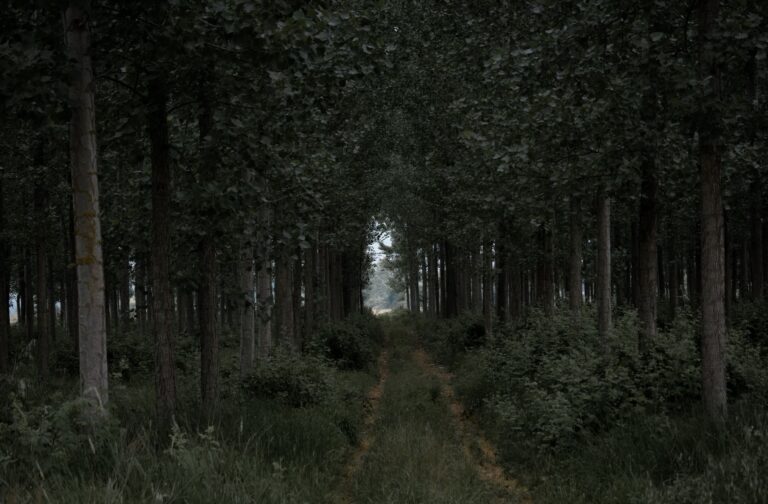 Waldmenschen-Mysterium: Deutschlands düstere Geheimnisse